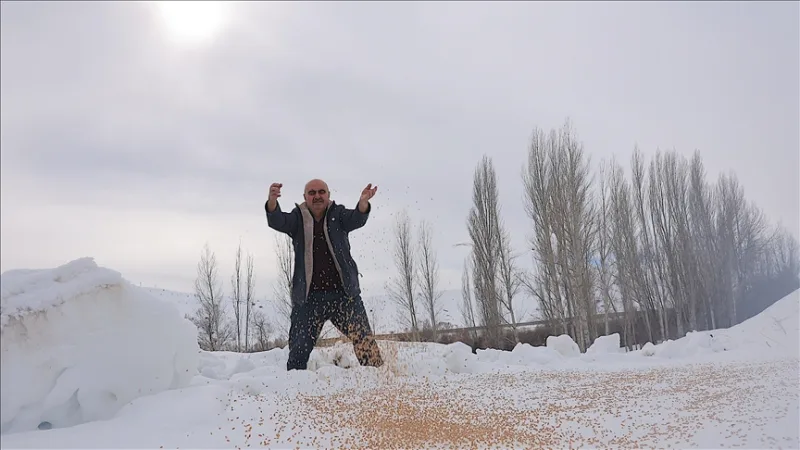 V zime necháva prírode 10 ton obilia, aby 