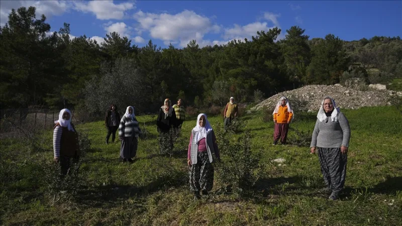 Ženy na polostrove oživili svoje prírodné dedičstvo, mastichu