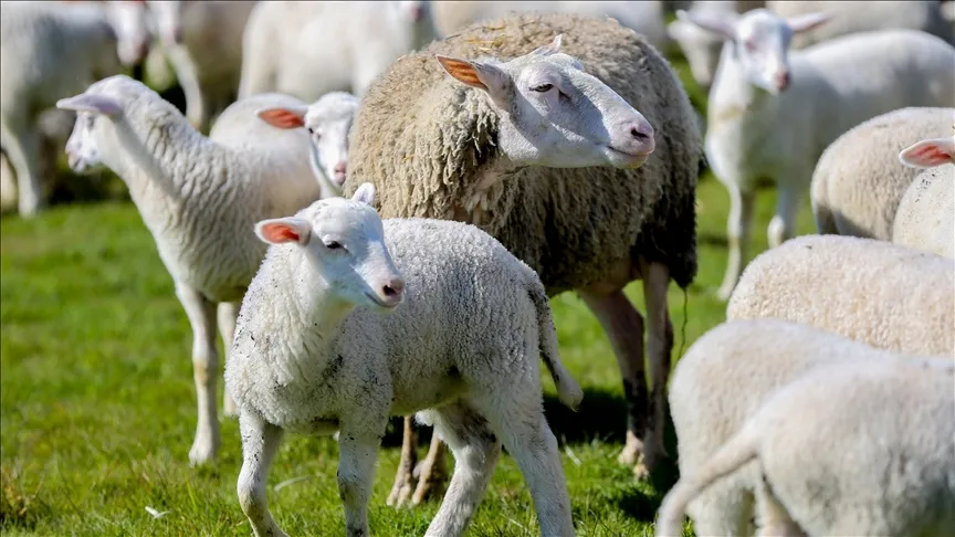 Ya se ha abierto el plazo de solicitud para el proyecto «Apoyo a la ganadería ovina en las zonas rurales»