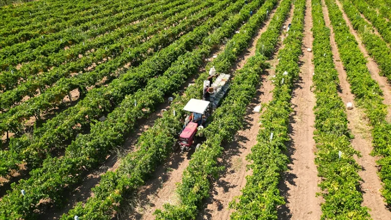 Poľnohospodárom bude dnes vyplatená poľnohospodárska podpora vo výške približne 17,4 miliardy lír